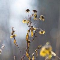 Осенние краски :: Виктор Алеветдинов