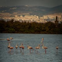 Flamingos :: Yuriy Rogov