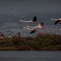 Flamingos :: Yuriy Rogov