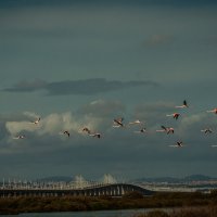 Flamingos :: Yuriy Rogov