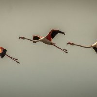 Flamingos :: Yuriy Rogov
