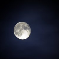 Луна :: Темновест Болотный