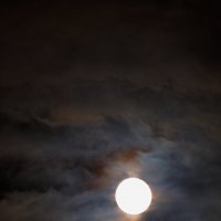 луна 2 :: Темновест Болотный