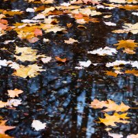 "Что такое осень - это небо, плачущее небо под ногами..." :: Светлана Кочукова