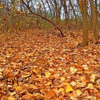 Осенние листья :: НАДЕЖДА КУЖЕЛЕВА