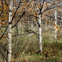 Осень, осень :: Василий Хорошев