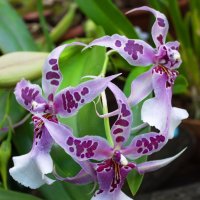 Редкие орхидеи :: Наташа Рыбакова