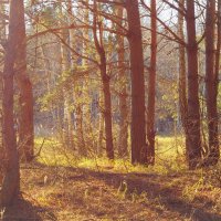 лес в октябре :: levonchik stepanyan