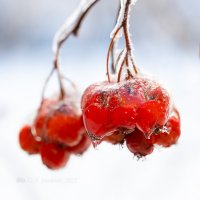 Рябина со льдом :: Александр Синдерёв