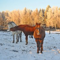 Невинный поцелуй. На зло сопернику )) :: Владимир Хиль