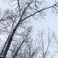 Деревья спят :: Андрей Аксенов