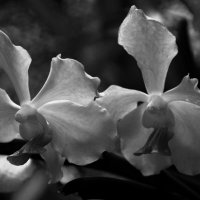 ЧБ орхидея :: Любовь 
