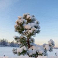 После снегопада :: Вера Щукина