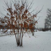 Умеренно цветной декабрь :: Андрей Лукьянов
