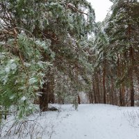 Сосны во льду :: Александр Синдерёв