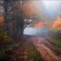 Деревья в тумане :: Сергей Шабуневич