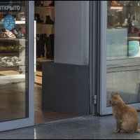 Не для всех! :: Александр Тарноградский