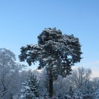 Дождались снега! :: Вера Щукина