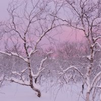 Снежно-нежно... :: Мария Васильева