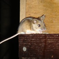 Лесная мышь в птичьей кормушке :: Алла Яшникова