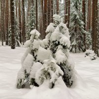 В зимнем лесу. :: Ольга Митрофанова