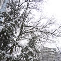 После снегопада :: marmorozov Морозова