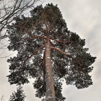 "Когда  деревья  были  большими". :: Сергей 