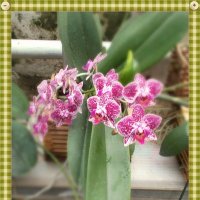 Орхидея :: Alisia La DEMA