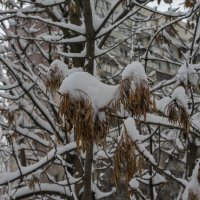 Зима в городе :: Яков Реймер