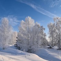 В зимних нарядах :: Василий Колобзаров