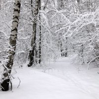 Хрустальной тишине послушно я поверю и лес на плечи мне накинет снежный плед… :: Люба 