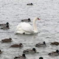 Плавание в холодной воде декабря...Цнянское водохранилище.Минск. :: Татьяна Гнездилова