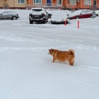 Снега по колено :: Валерий Иванович