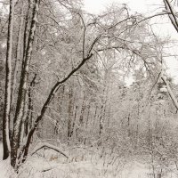 После снегопада :: Андрей Снегерёв