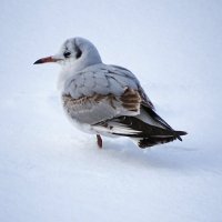 Чайка в снежном плену. :: Милешкин Владимир Алексеевич 