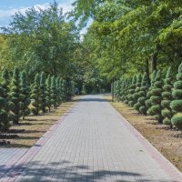 Аллея  в парке :: Валентин Семчишин