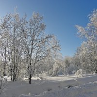 Зимние лесные кружева :: Стальбаум Юрий 