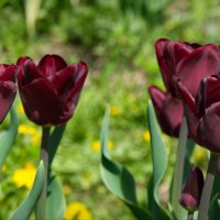 Бордовые тюльпаны :: lady v.ekaterina
