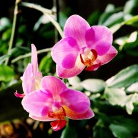 Цветет орхидея :: ГЕНРИХ 