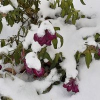 Городские цветы :: Галина Минчук