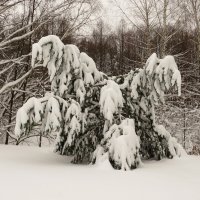 Дерево под снегом :: Андрей Снегерёв