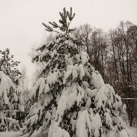 Украшенная снегом :: Андрей Снегерёв