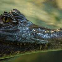 Глядя в глаза голодному крокодилу, сразу и не поверишь, что из него делают изящные дамские сумочки . :: Tatiana Markova