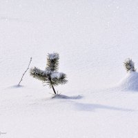 Под снегом :: Василий Колобзаров