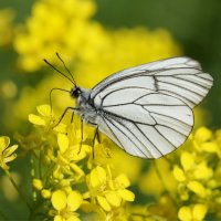 Бабочка из прошедшего лета :: Наталия Григорьева