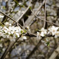 Всё в цвету :: Игорь Протасов