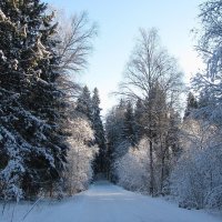 Зима в лесу :: Людмила Смородинская