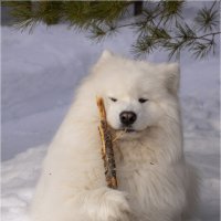 Белый медведь :: Анастасия Северюхина