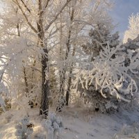 Мороз и солнце. :: Вадим Басов