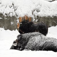 снег и животные :: Олег Лукьянов